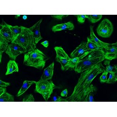 Human Cardiomyocytes (iPSC-derived, Normal)